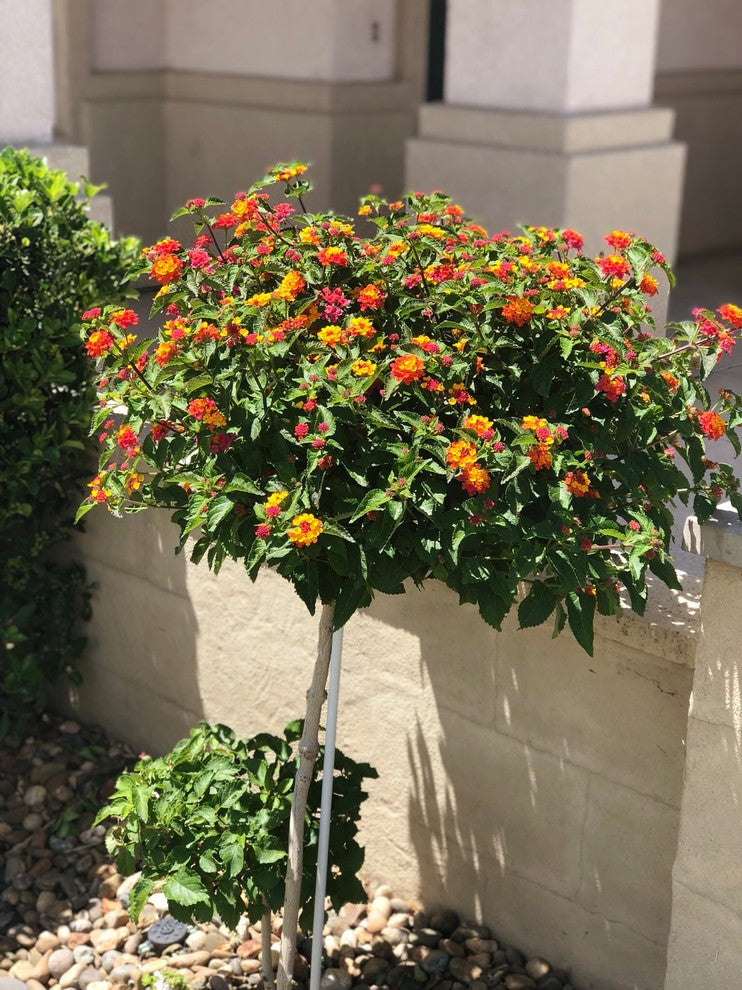 Lantana STD Tree