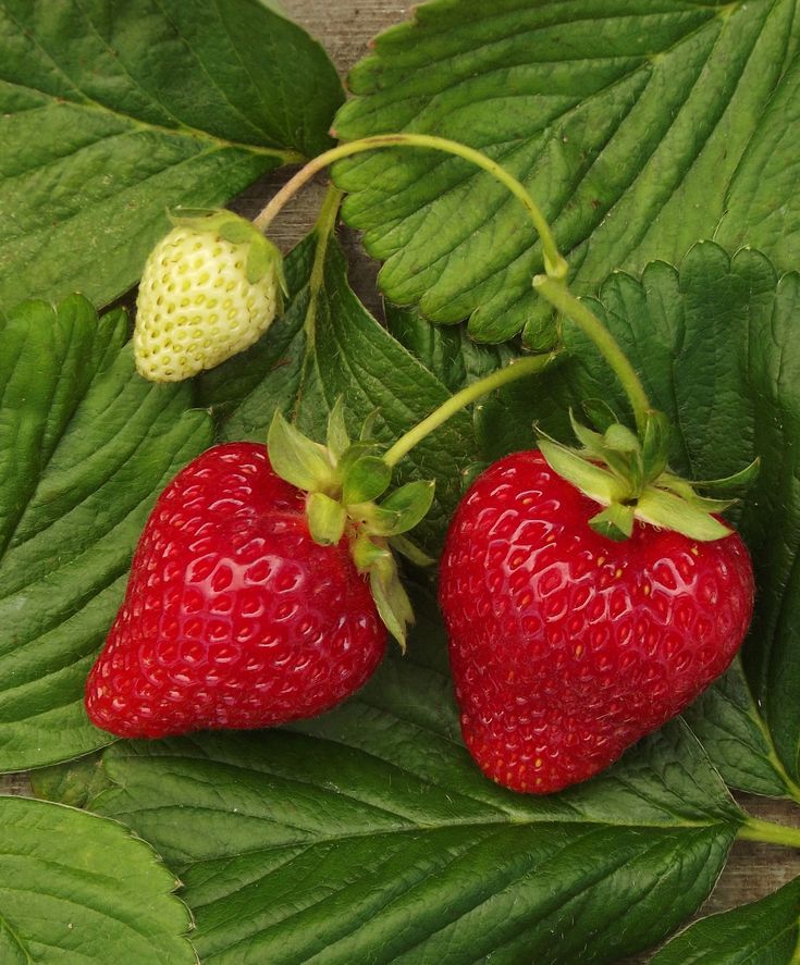 Strawberry Albion Everbearing