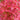 Berberis t. 'Sunjoy® Orange Pillar