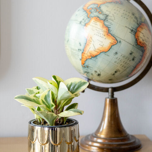 Peperomia Sweet and Sour