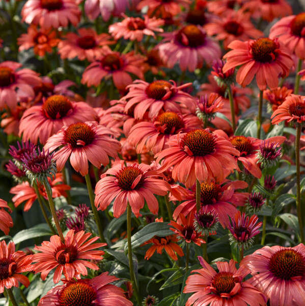 Echinacea Eye Catcher Tanager