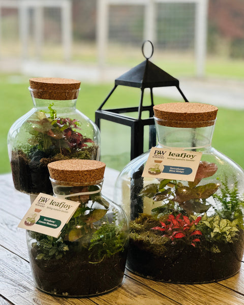 Leafjoy Small Terrarium