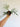 Philodendron Tortum