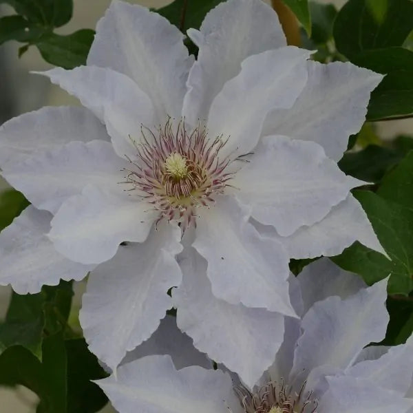 Clematis Boulevard® Tranquilite™