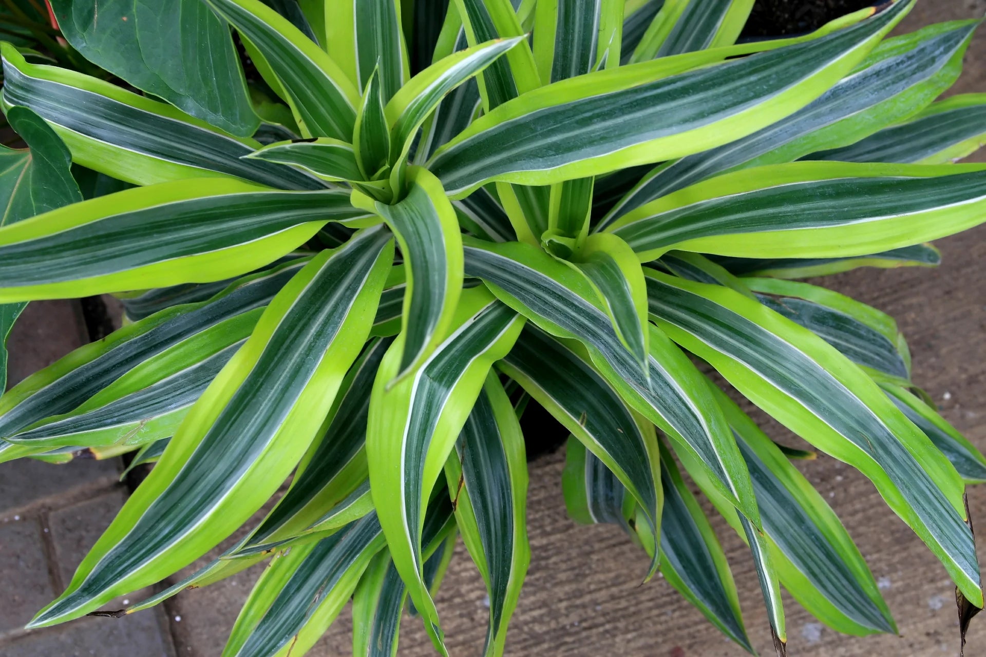 Dracaena 'warneckii'