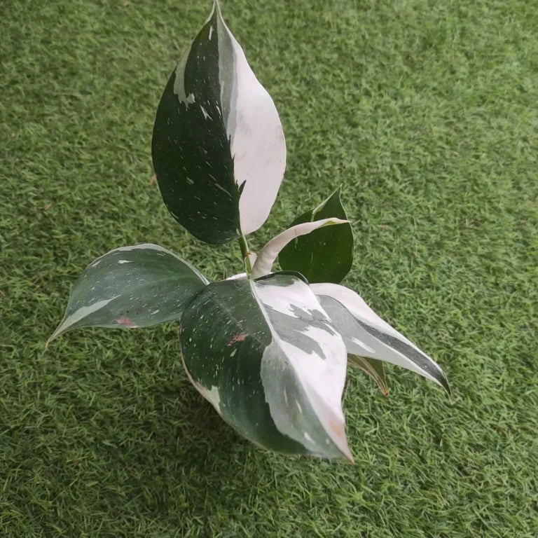 Philodendron White Wizard