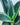 Sansevieria 'Whitney'