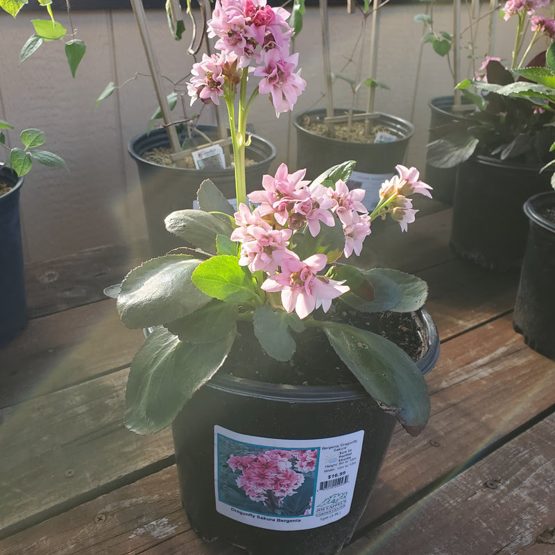 Bergenia ‘Dragonfly Sakura’