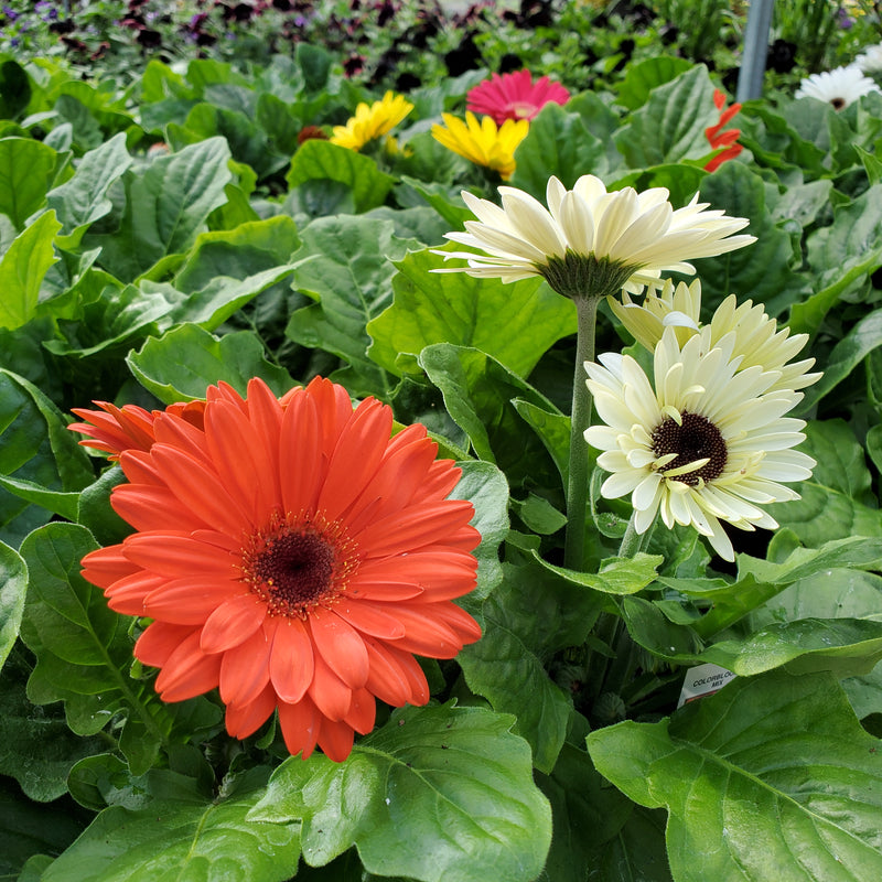Gerbera, Colorbloom Mix