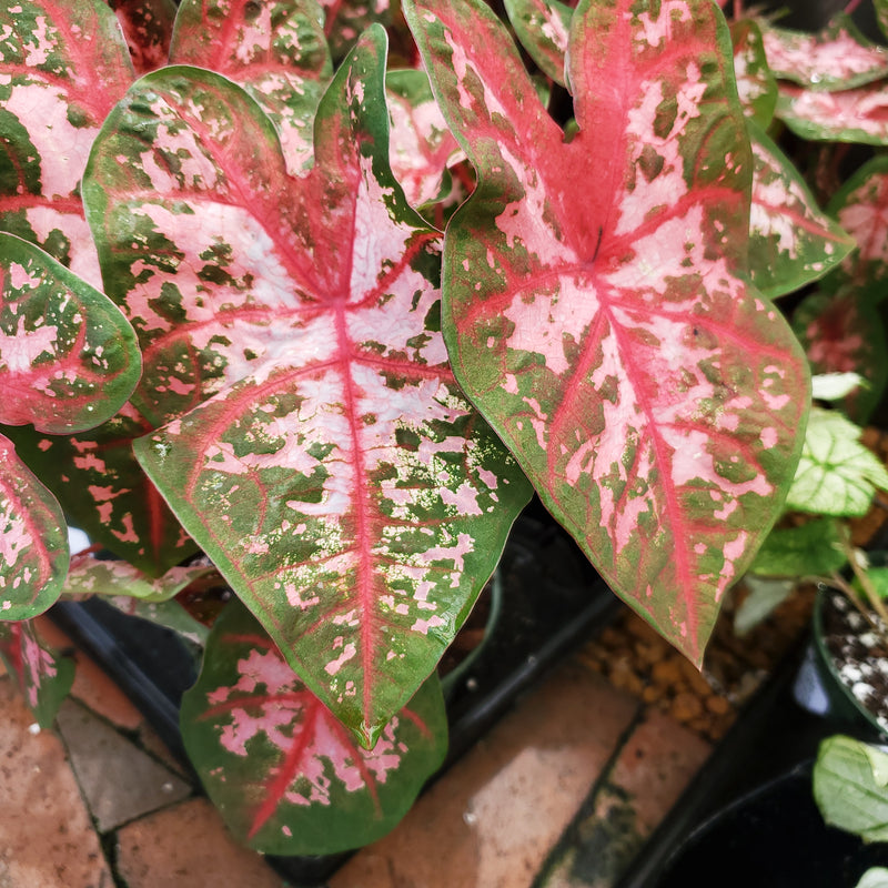 Caladium
