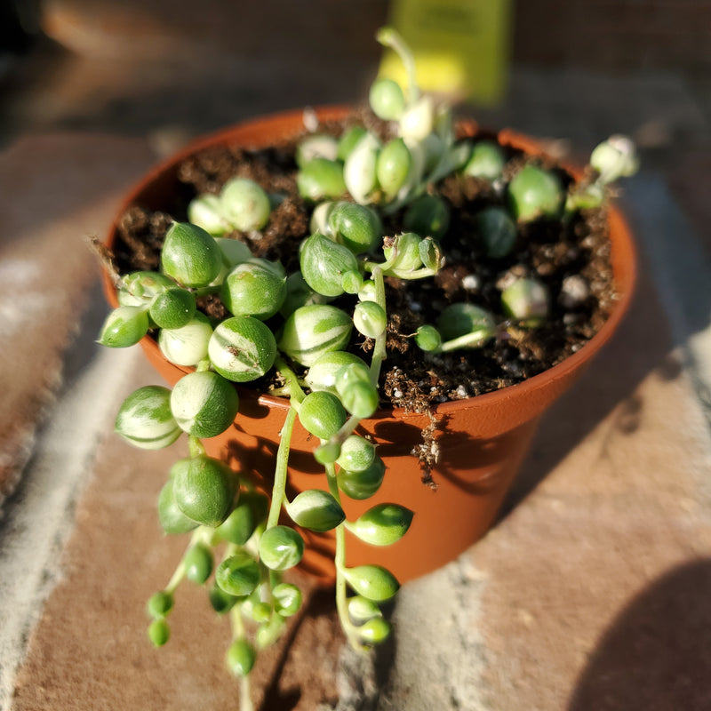 String of Pearls
