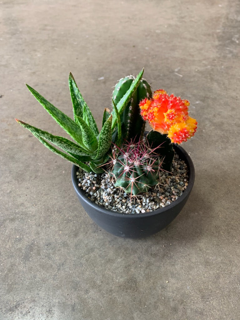 Cactus/Succulent Ceramic Garden