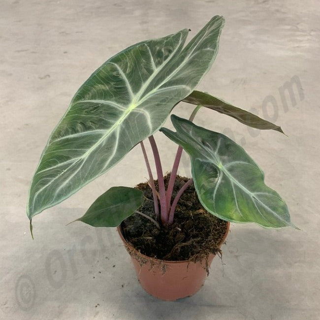 Alocasia 'Nairobi Night'
