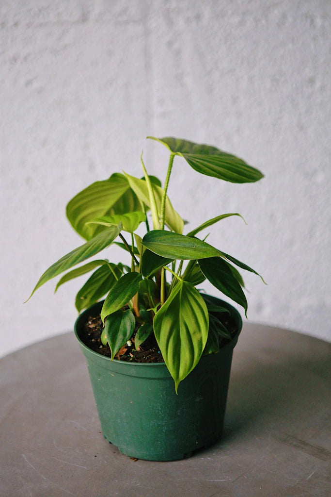 Philodendron Fuzzy Petiole