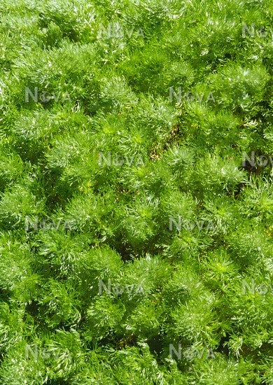 Artemisia v. 'Tiny Green'