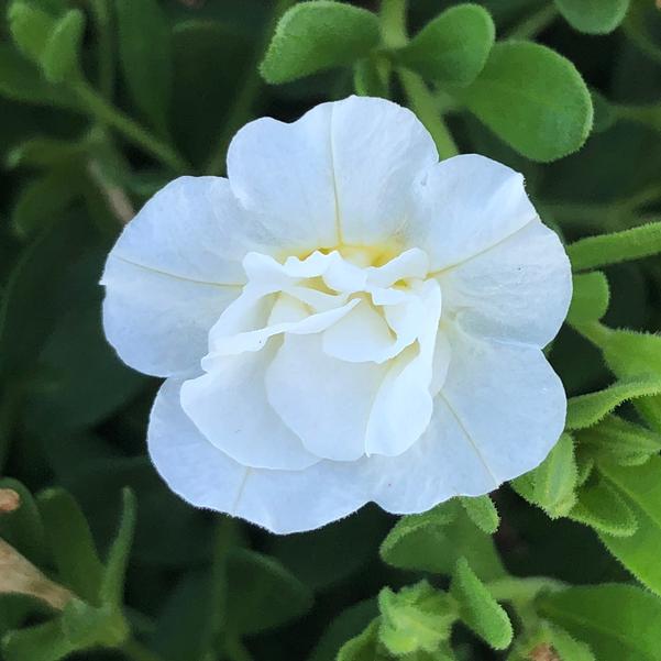 Calibrachoa