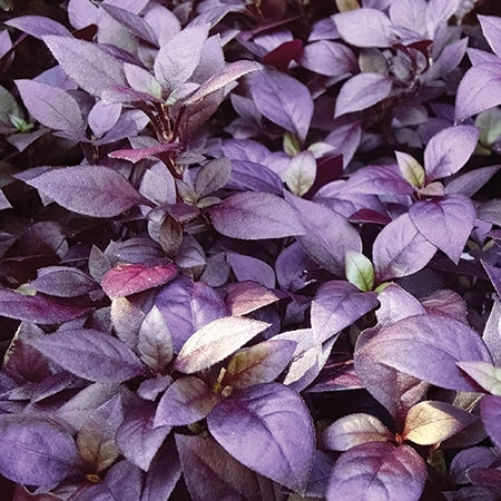 Alternanthera