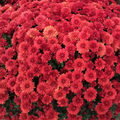 Chrysanthemum, Red