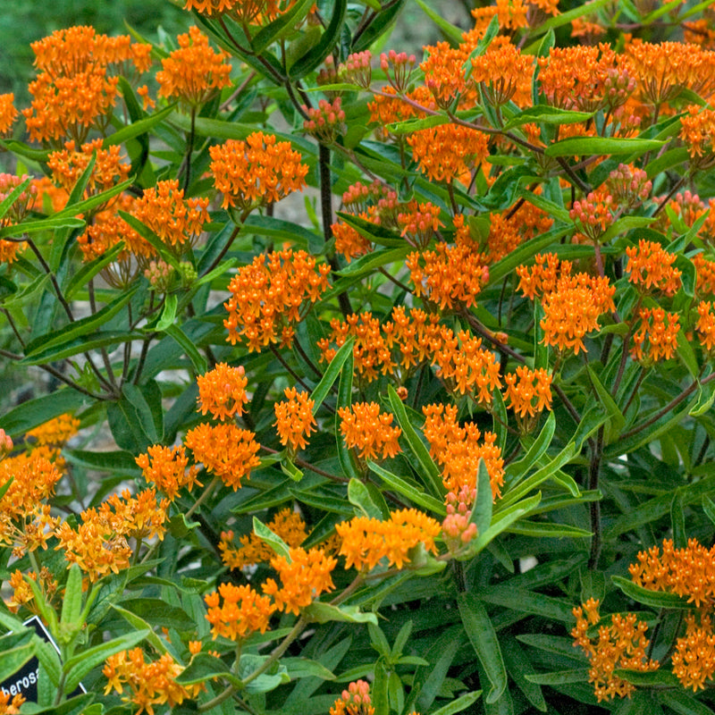 Asclepias Tuberosa Orange (Butterfly Weed)