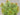 Euphorbia x m. ‘Ascot Rainbow’