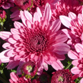 Chrysanthemum, Pink