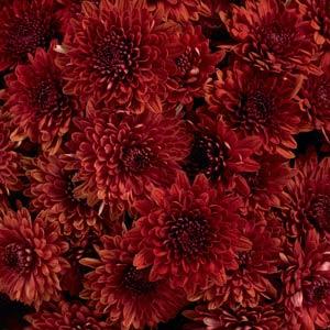 Chrysanthemum, Red
