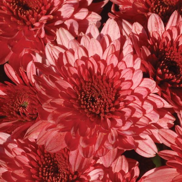 Chrysanthemum, Pink