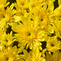 Chrysanthemum, Yellow