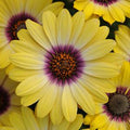Osteospermum 'African Daisy' Annual