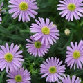 Brachyscome