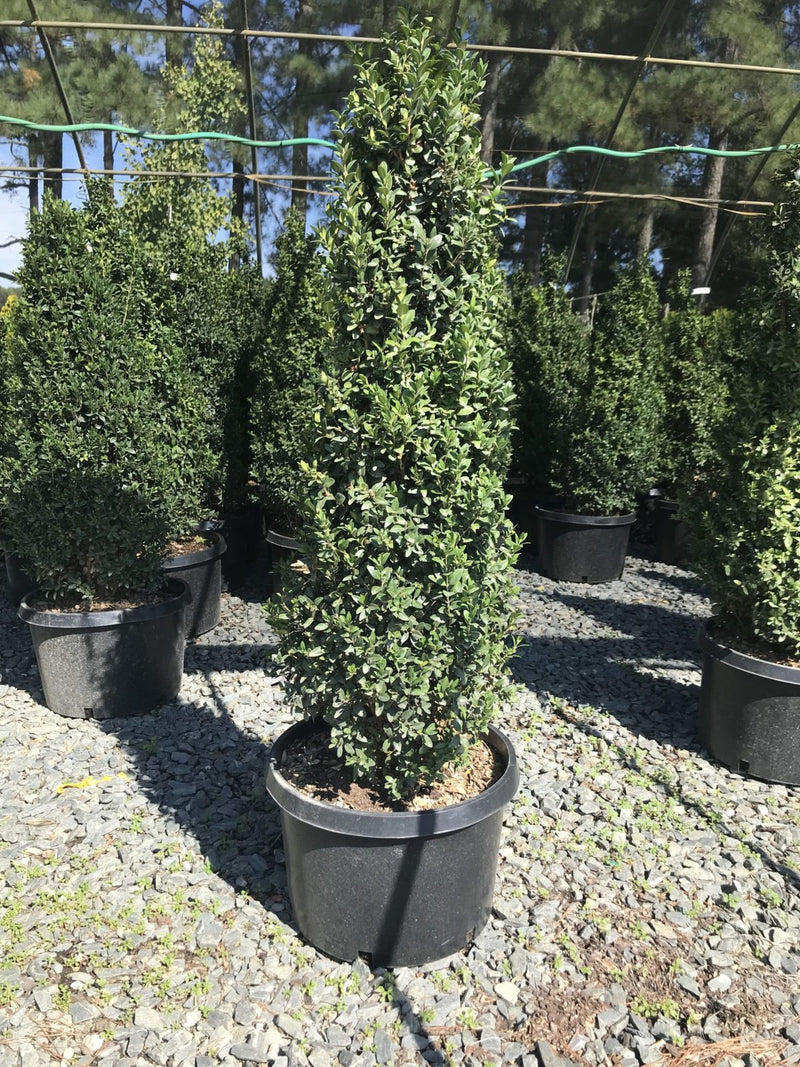 Buxus 'Dee Runk'
