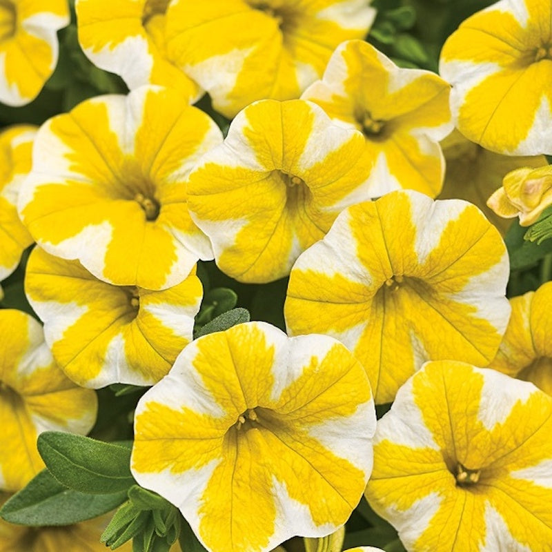 Calibrachoa