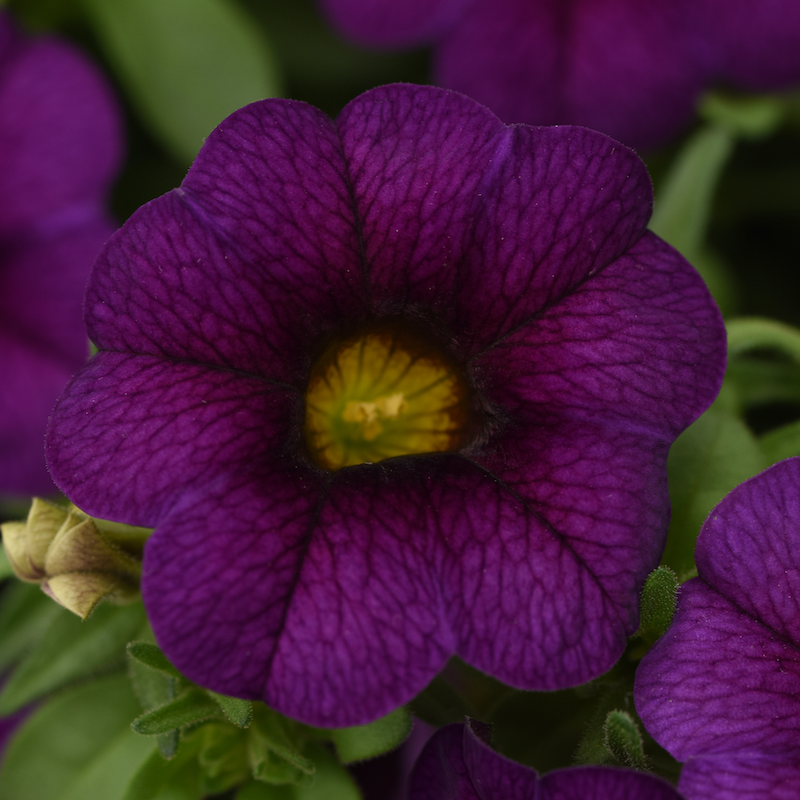 Calibrachoa