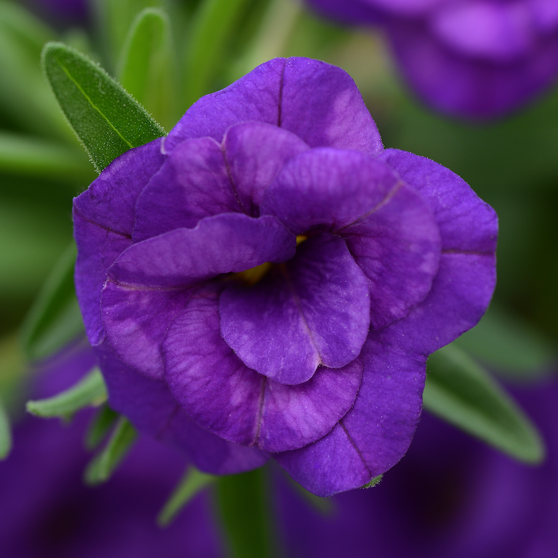 Calibrachoa