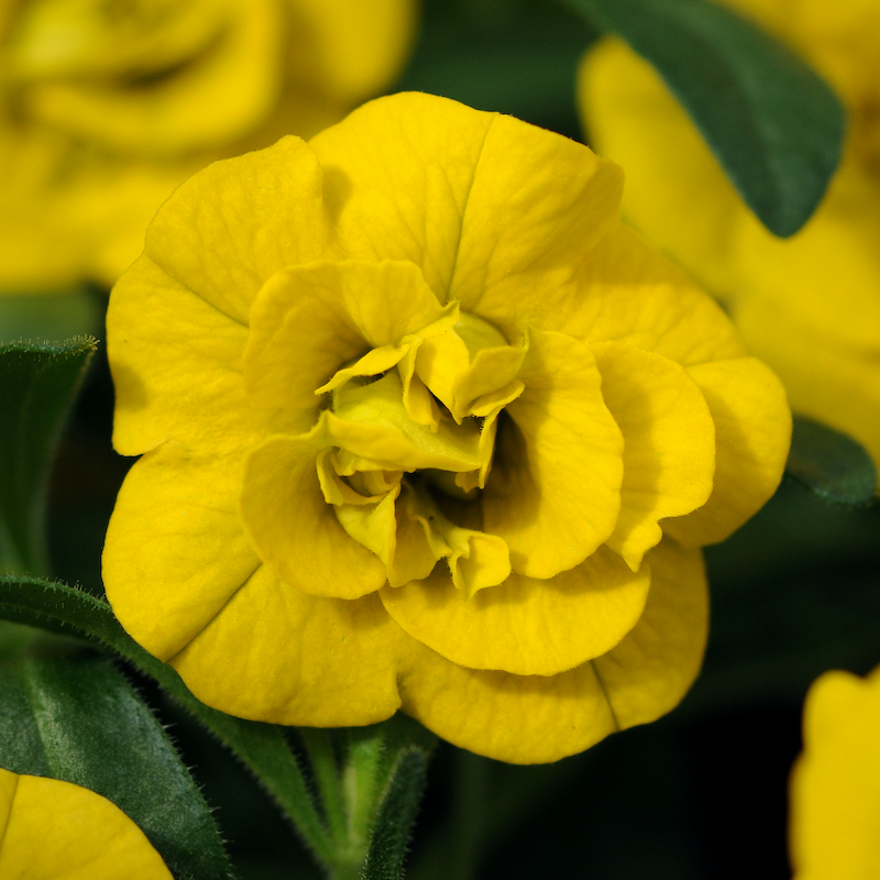 Calibrachoa