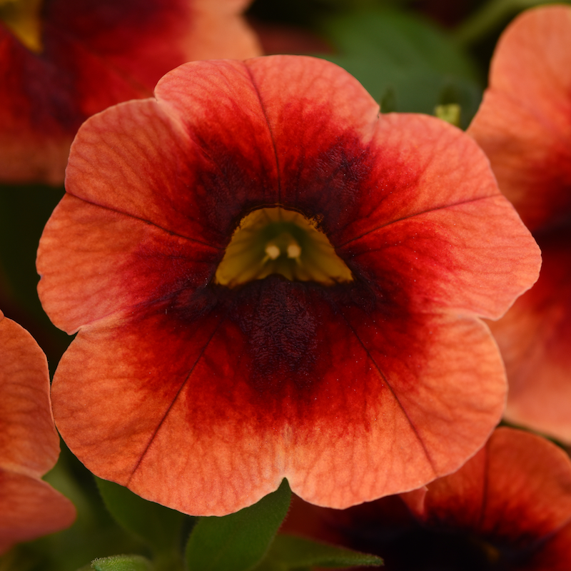 Calibrachoa
