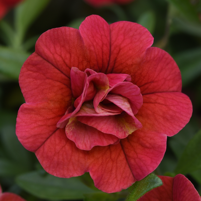 Calibrachoa