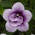 Calibrachoa