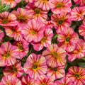 Calibrachoa
