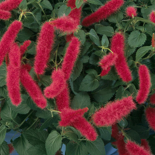 Acalypha Chenille Firetail