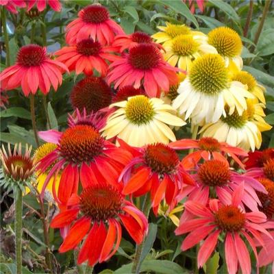 Echinacea p. 'Cheyenne Spirit'