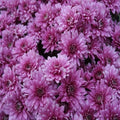 Chrysanthemum, Purple