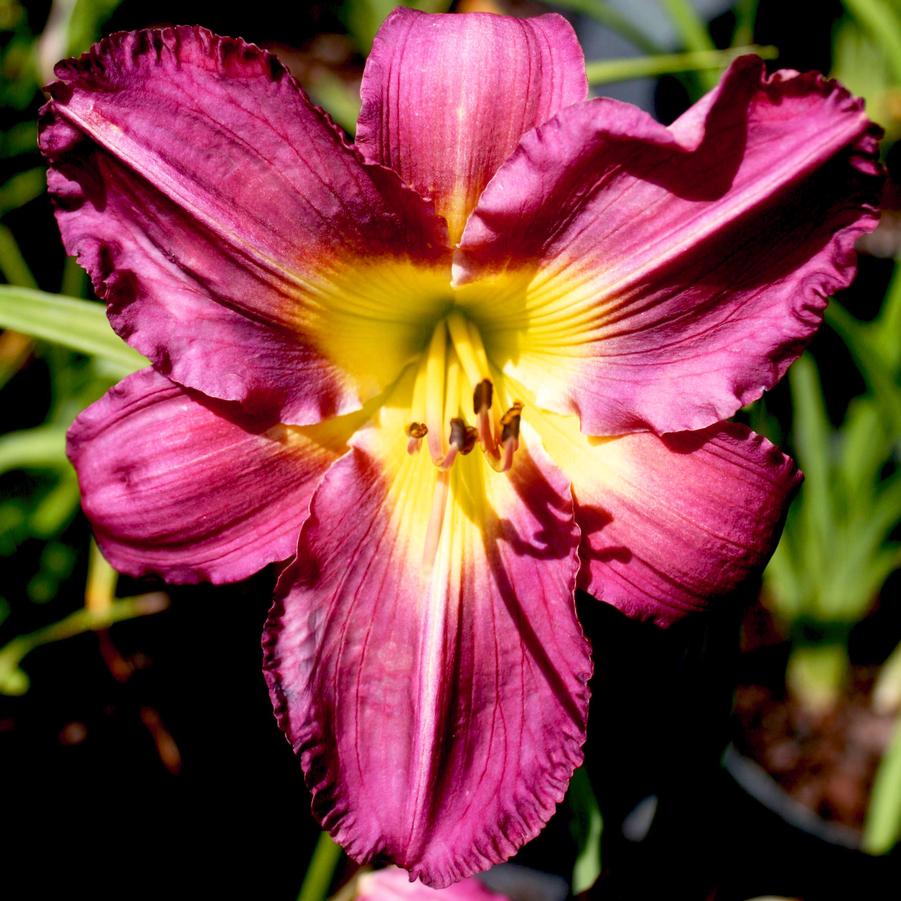 Hemerocallis 'Garden Show'