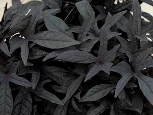 Sweet Potato Vine