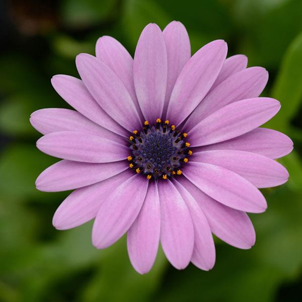 Osteospermum 'African Daisy' Annual