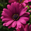 Osteospermum 'African Daisy' Annual
