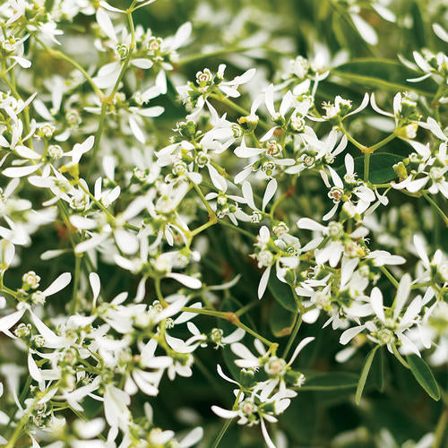 Euphorbia Diamond Frost®