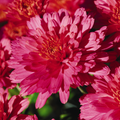 Chrysanthemum, Pink