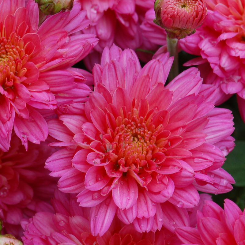 Chrysanthemum, Pink