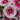 Dianthus, Annual